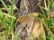 Maniola jurtina  [Meadow Brown]