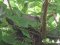 Δεκοχτούρα στα αυγά -  Collared Dove on the eggs
