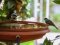 Μαυροσκούφης εναντίον Καλόγερου - Blackcap vs Great Tit