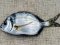 Καμπανάς - Two-banded Bream