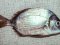 Καμπανάς - Two-banded Bream