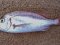 Λυθρίνι - Common Sea-Bream 