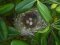 Φωλιά Μαυροτσιροβάκου σε Αγγελικούλα  - Sardenian warbler nest in a Japanese pittosporum