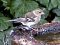 Σπίνος - Chaffinch