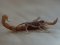Mesobuthus gibbosus [Mediterranean Scorpion] 