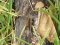 Maniola jurtina  [Meadow Brown]