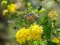 Macroglossum stellatarum [Hummingbird Hawk Moth]