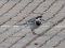 Σεισούρα (αρσεν.) - White Wagtail (male)  