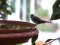 Μαυροσκούφης (αρσενικός) - Blackcap (male)