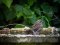 Τσιχλόνι  -  Cirl Bunting