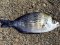 Σκαθάρι  -  Black Sea-Bream