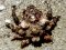 Lissa chiragra [Red Spider Crab] 