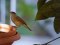 Μαυροσκούφης (αρσενικός) - Blackcap (male)