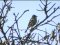 Σπίνος - Chaffinch