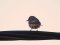 Μυγοχάφτης - Spotted Flycatcher