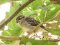 Σπουργίτι (θηλ.)  -  House Sparrow (fem.)