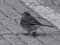 Σεισούρα (θηλ.) - White Wagtail (fem.)