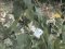 Pieris brassicae  [Cabbage  White]