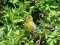 Αρσενικό φλώρι αμέσως μετά το μπάνιο του   -   Male greenfinch right after his bath