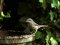 Θαμνοτσιροβάκος (αρσενικός) - Whitethroat (male)