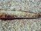 Gobius bucchichi  [Bucchich's Goby]