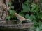 Θαμνοτσιροβάκος (θηλυκός) - Whitethroat (female)