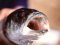 Λαβράκι - Common Sea-Bass