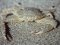Carcinus maenas  [European Green Crab]