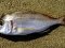Λυθρίνι - Common Sea-Bream
