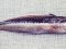 Γύλος  -  Rainbow Wrasse