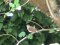 Ψευταηδόνι  -  Cetti's Warbler