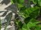 Meconema thalassinum [Oak Bush-cricket]