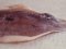 Ματόβατος  -  Brown_Four-eyed-Ray