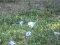 Pieris brassicae  [Cabbage  White]