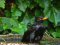 Αρσενικός Κότσυφας μετά το μπάνιο - Male Blackbird right after taking a bath