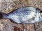 Σκαθάρι  -  Black Sea-Bream