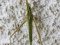 Acrida ungarica [Nosed Grasshopper]