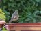 Καρβουνιάρης - Black Redstart