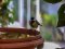 Καλόγερος  -  Great Tit