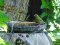 Φλώρι (αρσενικό) - Greenfinch (male)