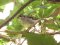 Σπουργίτι (θηλ.)  -  House Sparrow (fem.)