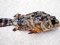Γατσός - Brown Scorpionfish 