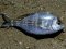 Σκαθάρι  -  Black Sea-Bream