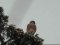 Πετροκιρκινέζι (αρσεν.) -  Kestrel (male)