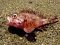 Σκορπίδι  -  Small Rockfish