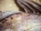 Χριστόψαρο  -  John Dory