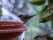 Μαυροσκούφης (αρσενικός) - Blackcap (male)