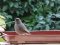 Καρβουνιάρης - Black Redstart