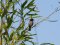Καλαμοποταμίδα - Reed Warbler