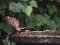 Δεντροσπουργίτης  -  Tree Sparrow